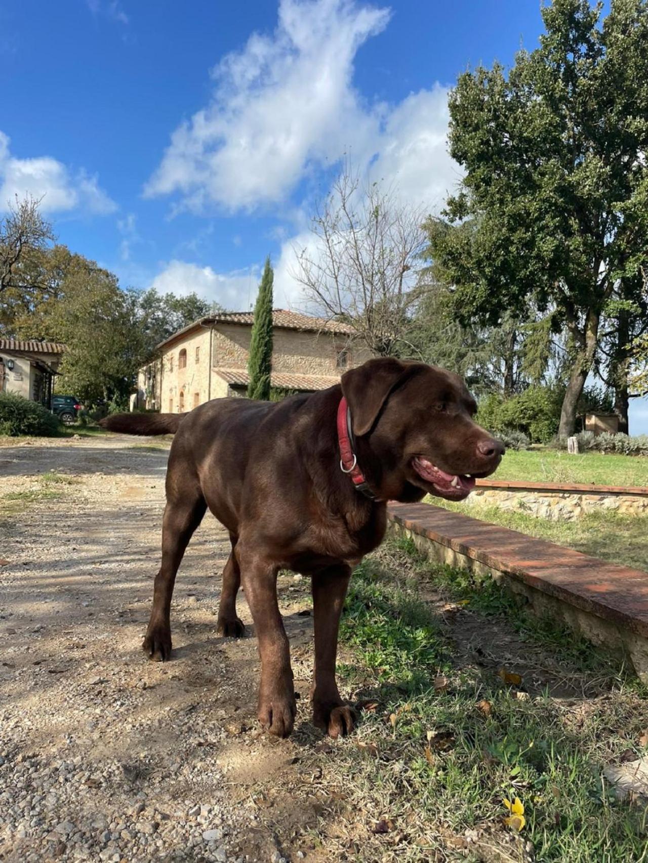 Agriturismo La Segolina Colle Val D'Elsa Zewnętrze zdjęcie