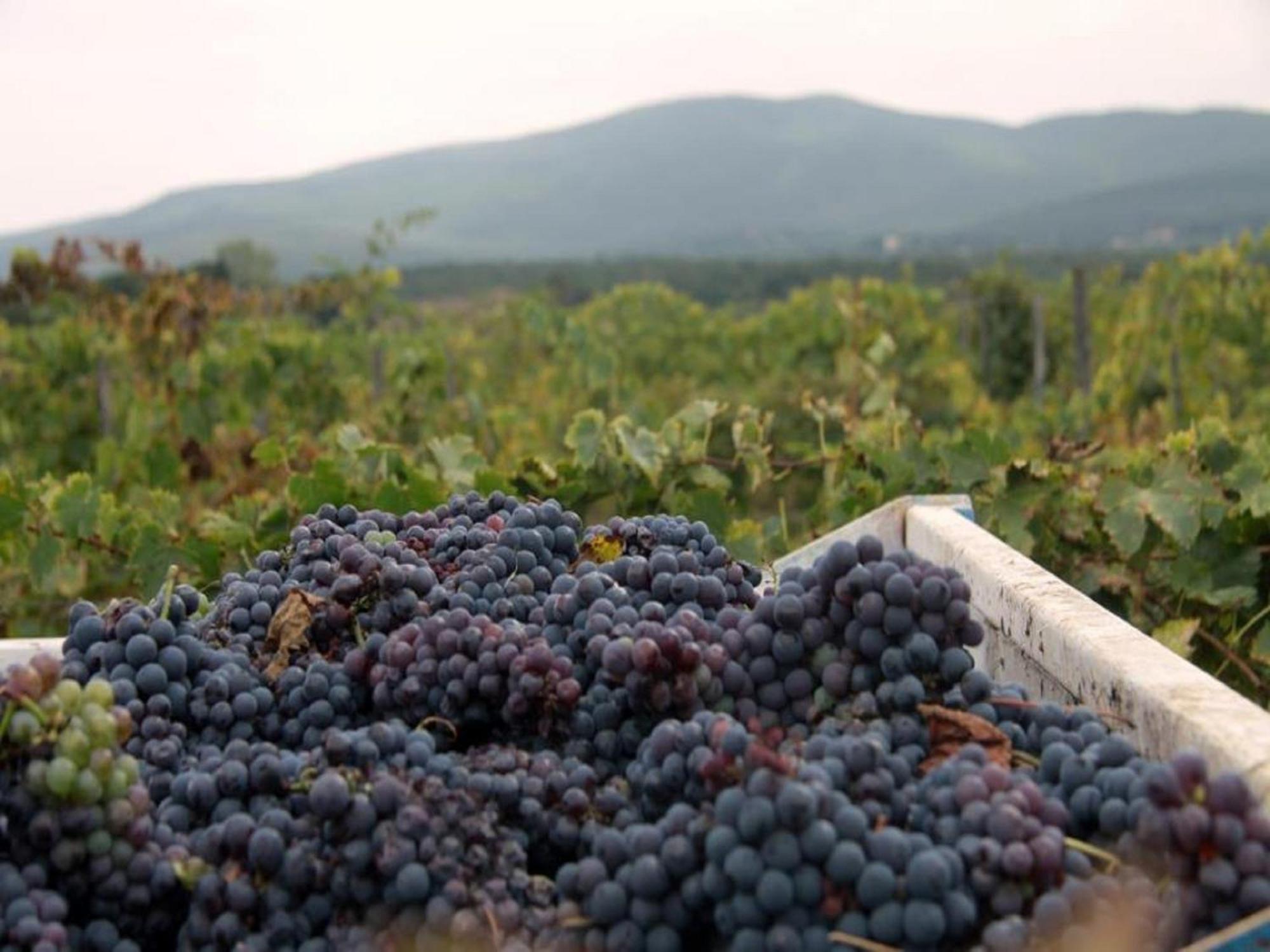 Agriturismo La Segolina Colle Val D'Elsa Zewnętrze zdjęcie