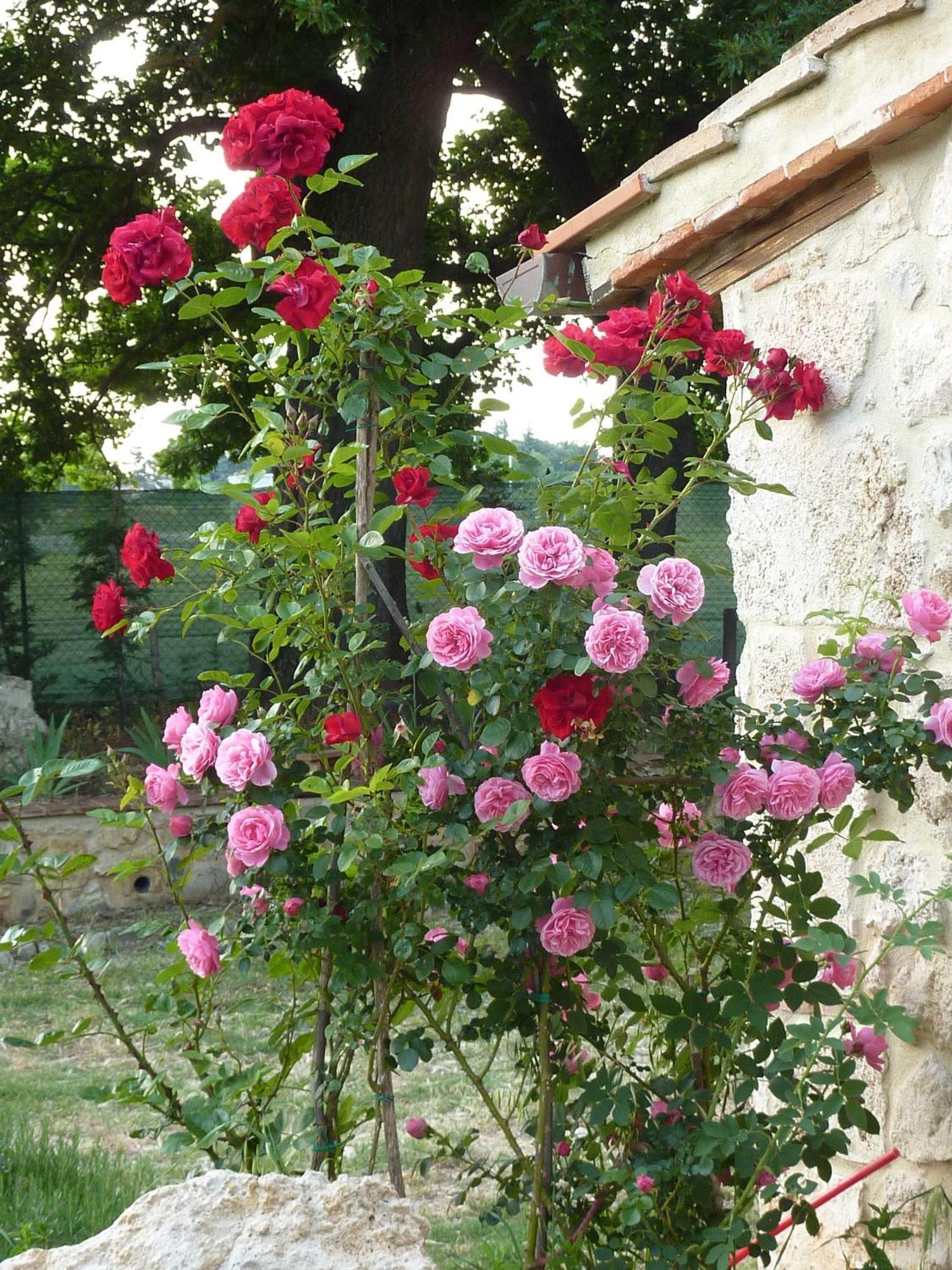 Agriturismo La Segolina Colle Val D'Elsa Zewnętrze zdjęcie