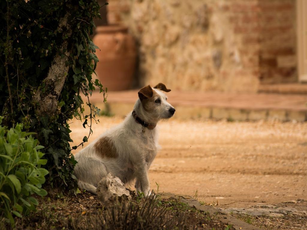 Agriturismo La Segolina Colle Val D'Elsa Zewnętrze zdjęcie