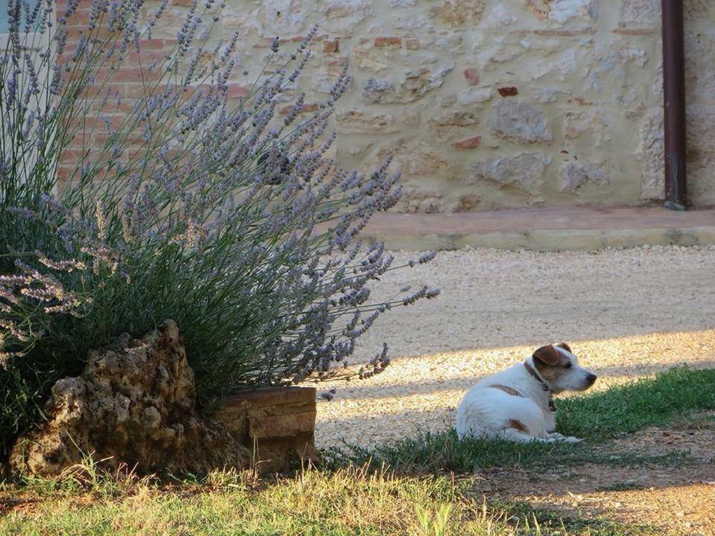 Agriturismo La Segolina Colle Val D'Elsa Zewnętrze zdjęcie